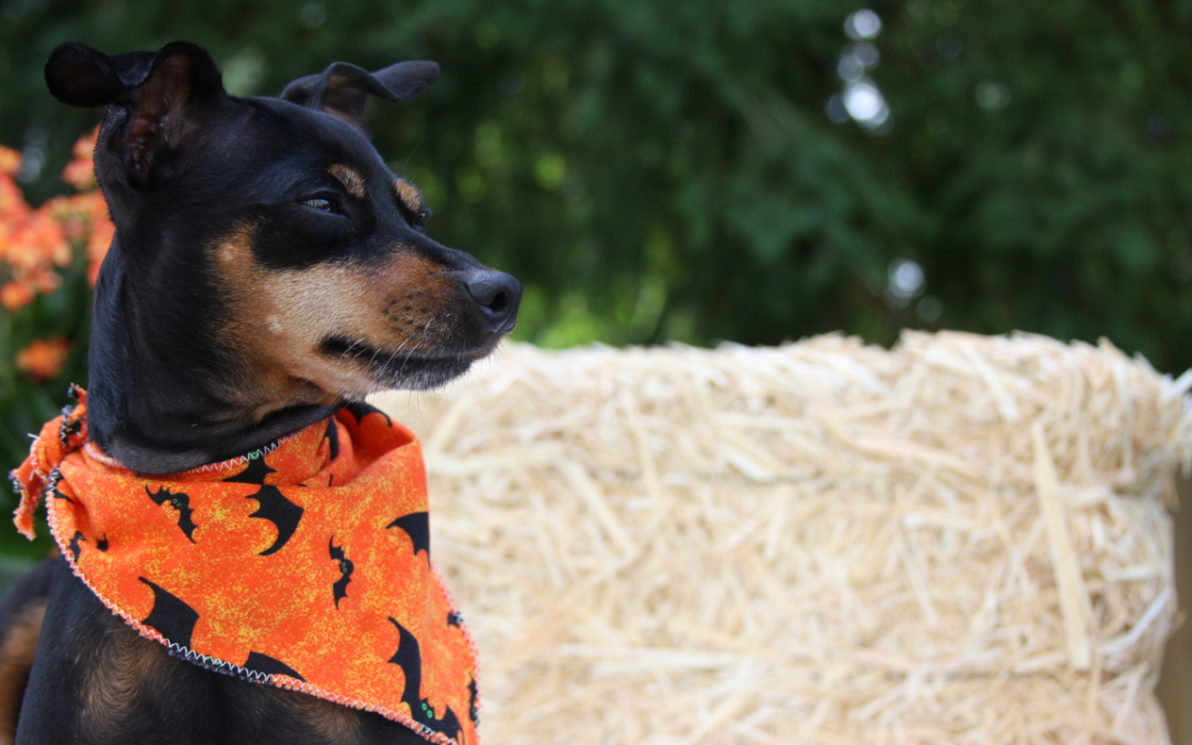 Halloween Allergies: Tips for Biloxi Pet Owners