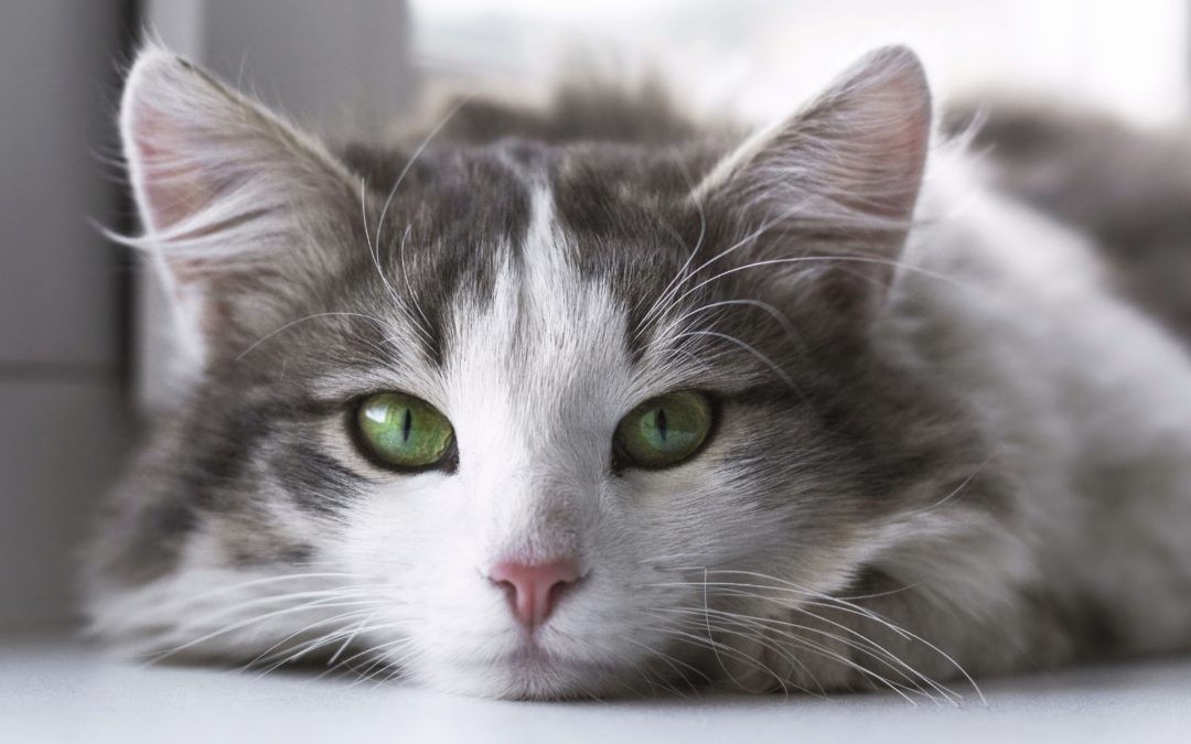 Microchipping 101: A First-Time Pet Owner’s Guide to Pet ID