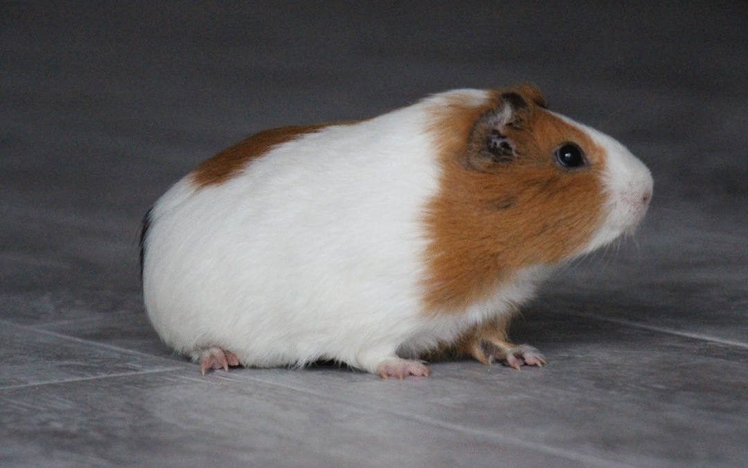 Signs of Illness in Rabbits and Pocket Pets