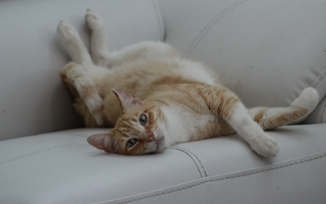 Does My Overweight Pet Need a Diet or Exercise?