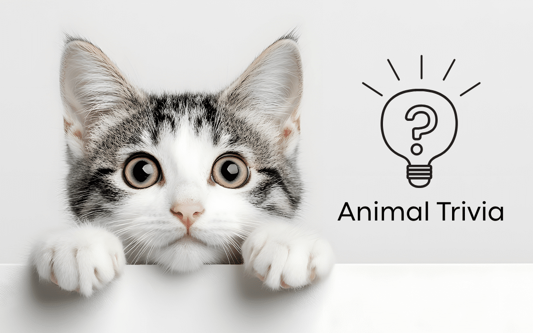 Vet Near Me Quiz – Are You Smarter Than a 5th Grader? Pet Edition | The Pet Clinic