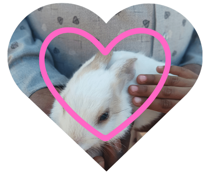 Person holding a bunny, which matters are The Pet Clinic in Biloxi, MS cares for cats, dogs, rabbits, pocket pets, and exotics