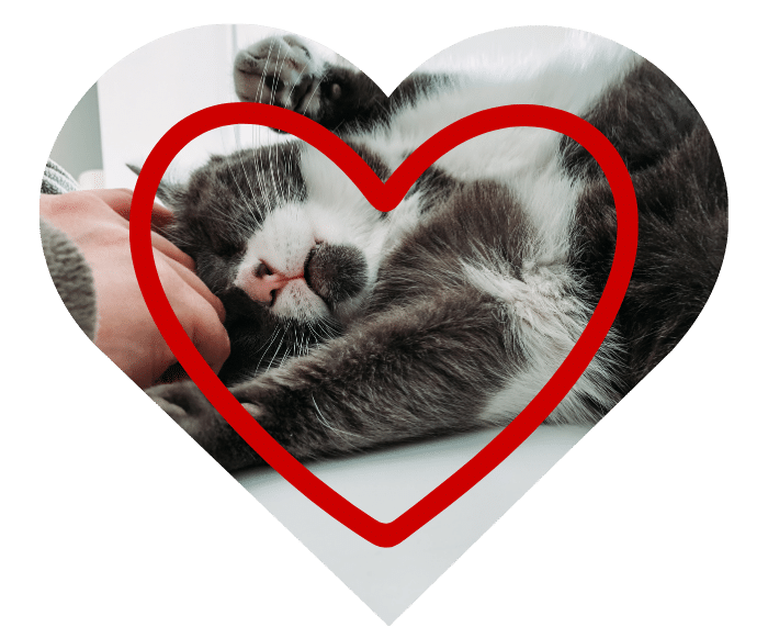 Owner petting a cat in Biloxi, encouraging healthy daily routines for pets at The Pet Clinic