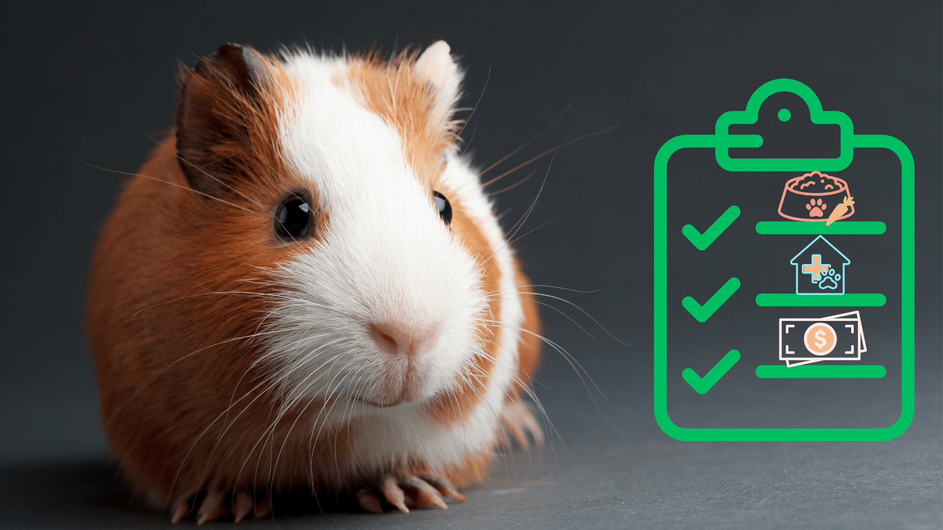 Planning for Your New Pet Guinea pig next to a pet owner checklist from The Pet Clinic in Biloxi, MS