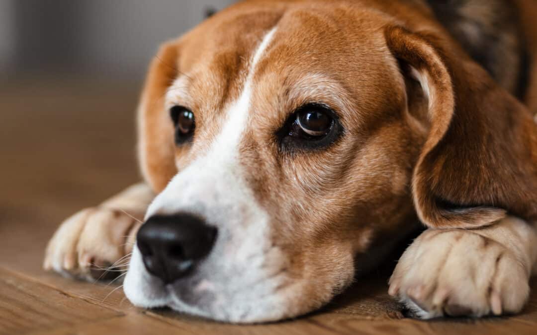 Identifying and Treating Pain in Pets: Pain Awareness Month